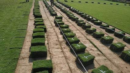 市政工程绿化草坪 马尼拉草坪种植基地 马尼拉草坪价 格便宜